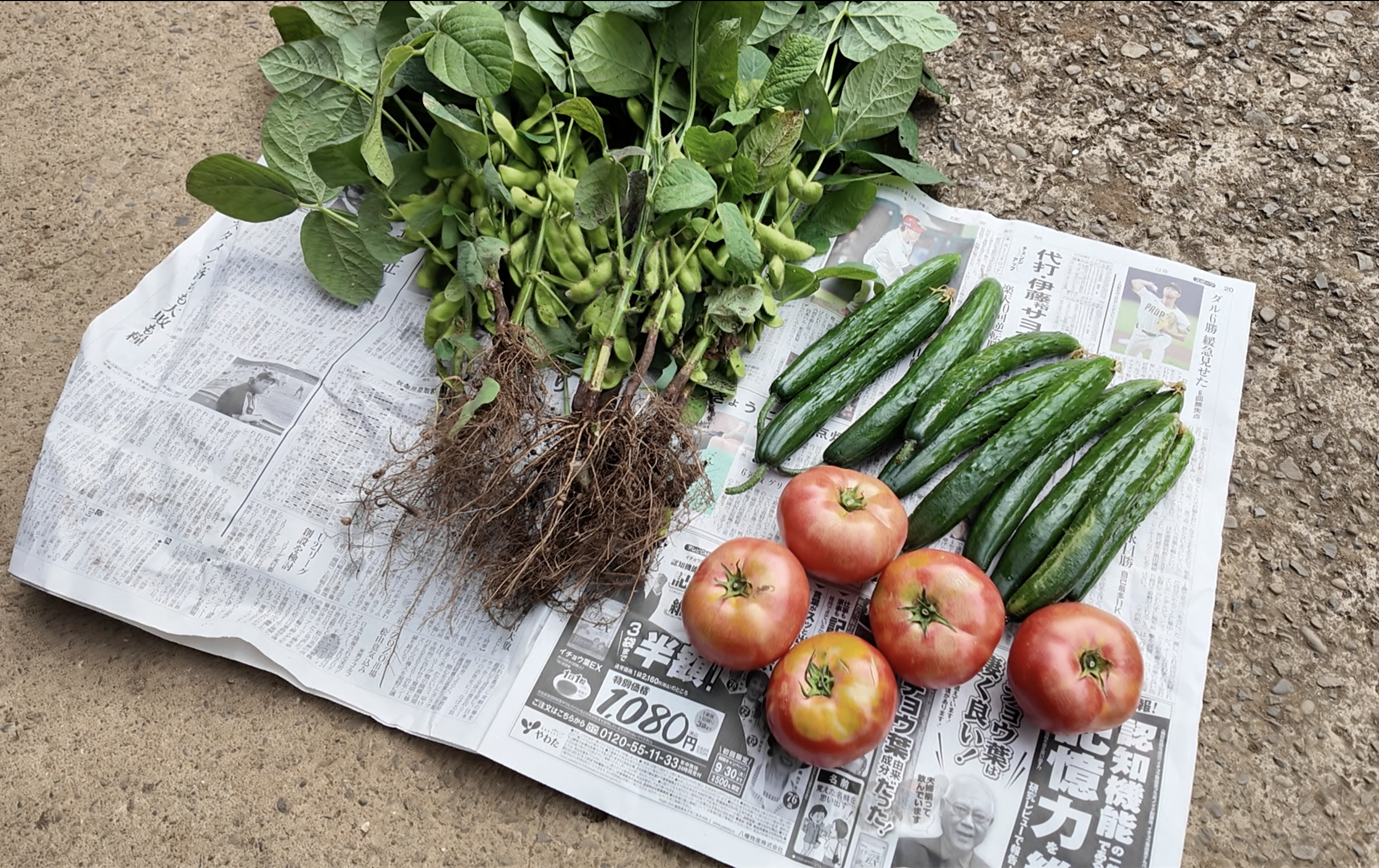 採れたて野菜を届ける『齋藤農園』（後編） | ケの日のこのまち | 妙蓮